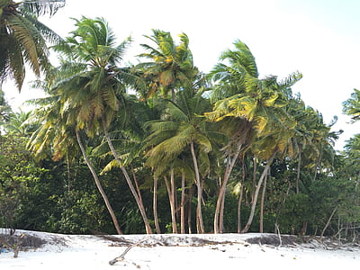 palm trees on beach side thumbnail