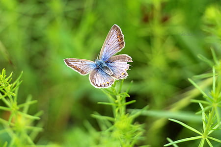 female common blue butterfly on green leaf plant thumbnail