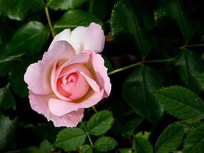 selective focus of pink rose thumbnail