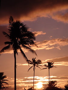 coconut trees during sunset thumbnail