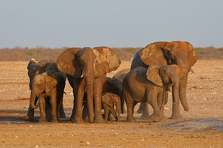 elephant on desert thumbnail