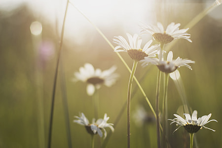 bed of white petaled flowers thumbnail