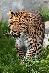 leopard walking green grass field during daytime thumbnail