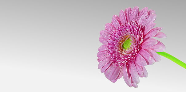 pink petaled flower thumbnail