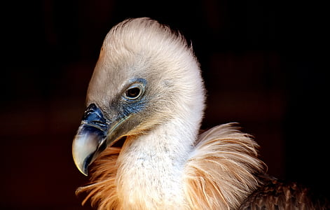 brown vulture chick thumbnail