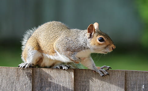 brown squirrel on wooden fence during daytime thumbnail