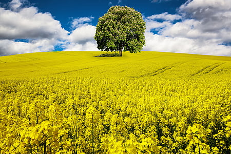 bed of yellow flowers thumbnail