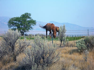 Two Brown Horses Near Trees thumbnail