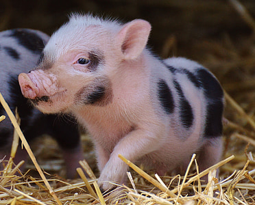 white-and-black piglets thumbnail