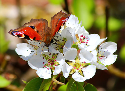 selective focus photography of peacock butterfly on white flower thumbnail