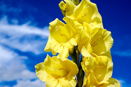 shallow focus photography of yellow flowers during daytime thumbnail