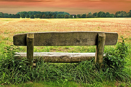 brown wooden bench on green grass during daytime thumbnail