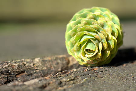 green petaled flower on gray pavement thumbnail