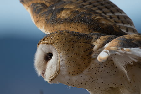brown and white owl thumbnail