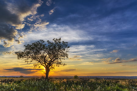 green leafed tree during sunset thumbnail