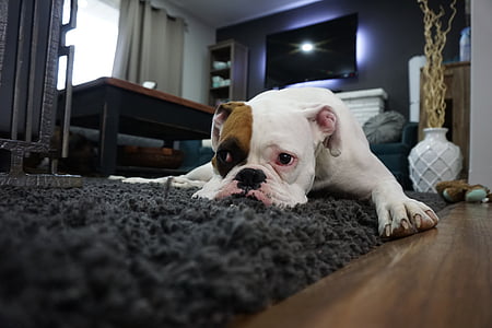 white and tan American Pit Bull Terrier puppy thumbnail