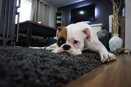 white and tan English bulldog lying on area rug thumbnail