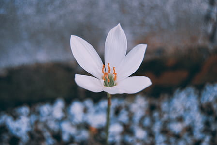 selective focus photography of white crocus flower thumbnail