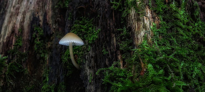 white mushroom on tree bark with moss closeup photography thumbnail