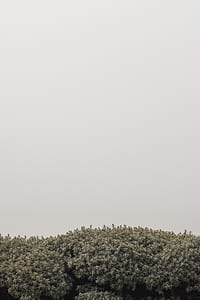 photo of green leaf tree thumbnail