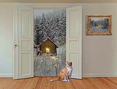 short-coated orange and white cat thumbnail