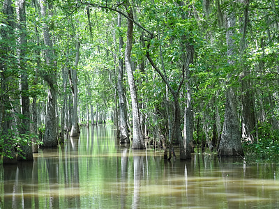 photo of swamp thumbnail