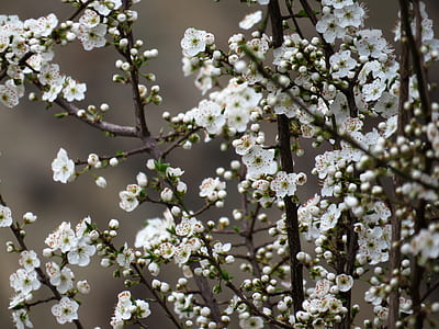 selective focus photography of white petaled flowers thumbnail