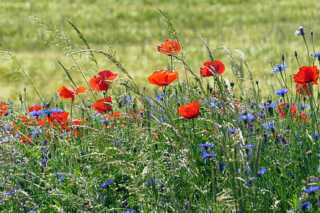 selective focus photo of red flowers at daytime thumbnail
