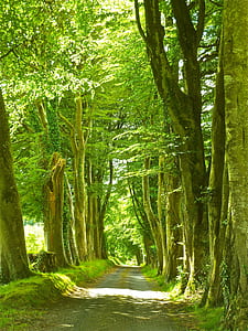 green mountain trail thumbnail