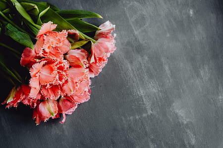 Colorful flowers on grey background with copy space thumbnail