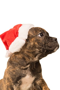 tan brindle and white American bully puppy thumbnail