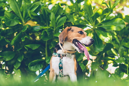 adult black, white, and tan beagle showing tongue sitting beside plant at daytime thumbnail