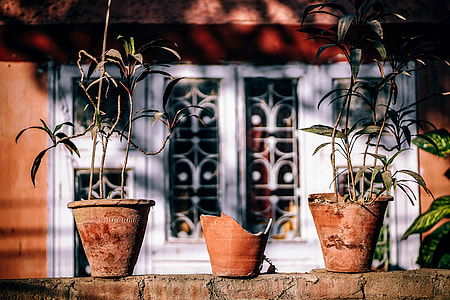two green leafed plants and three brown pots near white wooden closed door thumbnail