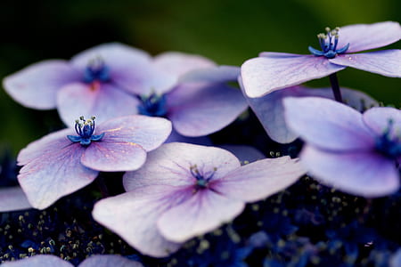 purple flowers in tilt-shift lens photography thumbnail