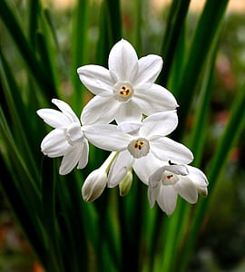 nature, flowers, plant, close-up view thumbnail