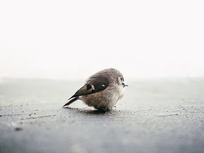 brown bird on concrete pavement thumbnail