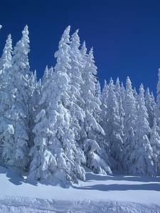 pine tree covered with snow at daytime thumbnail