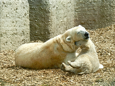 polar bear thumbnail