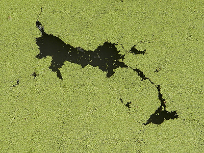 algae on body of water thumbnail