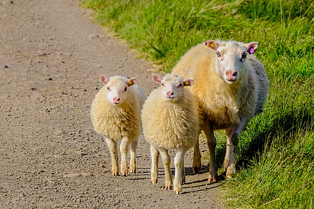 animal, countryside, cute, grass thumbnail