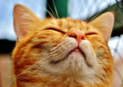 orange cat with white wisk thumbnail