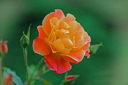 close-up photography of orange petaled flower thumbnail