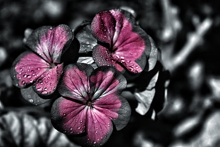pink-and-black petaled flowers thumbnail
