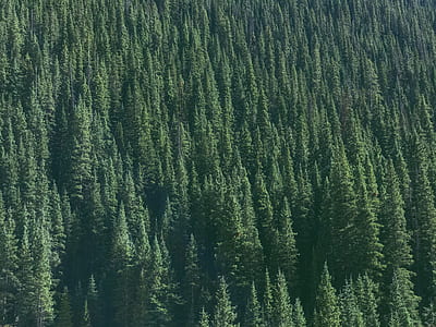 aerial photography of green spruce trees thumbnail