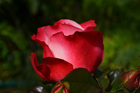 selective focus photography of red rose thumbnail