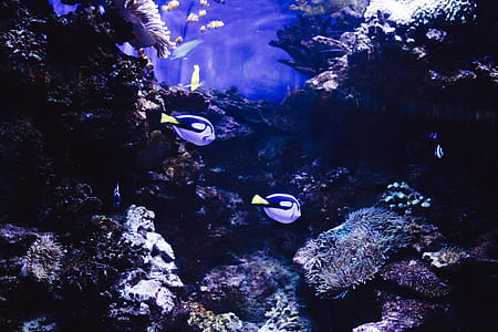 sea, ocean, fish, underwater thumbnail