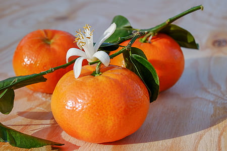 close up photo of Orange fruits thumbnail