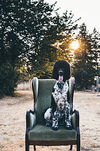 adult black and white standard poodle sitting on green and brown wooden frame wing chair near trees at daytime thumbnail