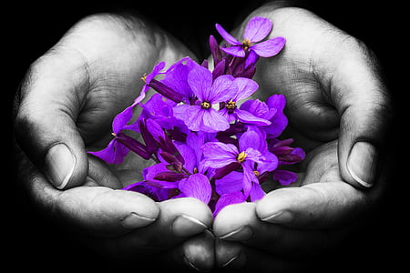 purple petaled flower on person's open palm thumbnail