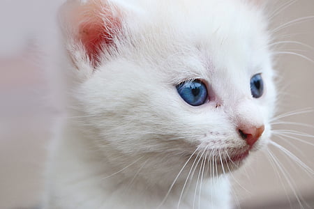 closeup photo of Persian kitten thumbnail